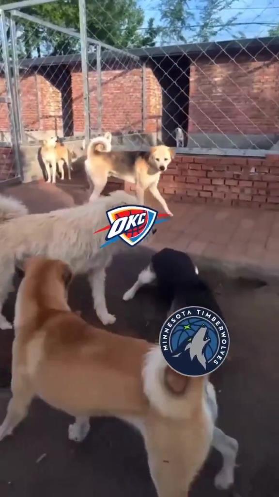 太有活了！美媒惡搞：狗王雷霆嚇退掘金灰熊，把森林狼按地上